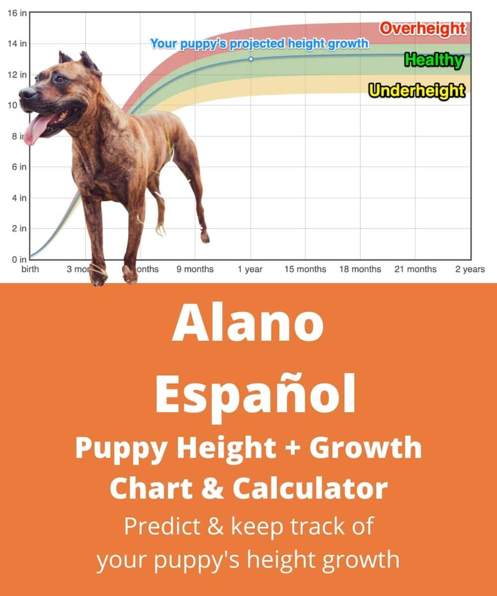 spanish-alaunt Puppy height Growth Chart spanish-alaunt Puppy height Growth Chart